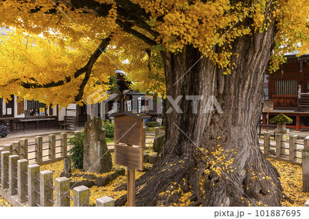221117飛騨国分寺z034 101887695