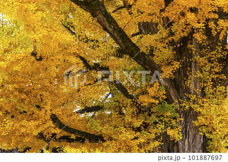 221117飛騨国分寺z030 101887697