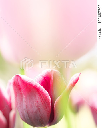赤いチューリップの花 101887705