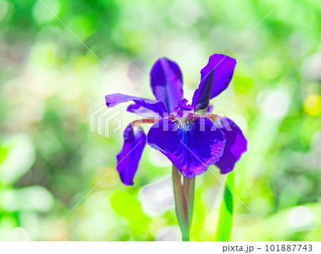 アヤメの花びら 101887743