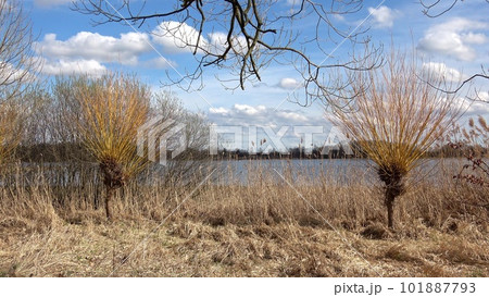 Willows tree by the water (Salix). Willow twigs prepared as a decoration for the Easter holidays. Willows tree by the water (Salix). Willow twigs prepared as a decoration for the Easter holidays. 101887793