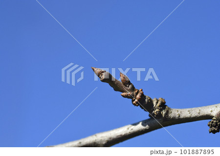 Common Plum Common Plum 101887895