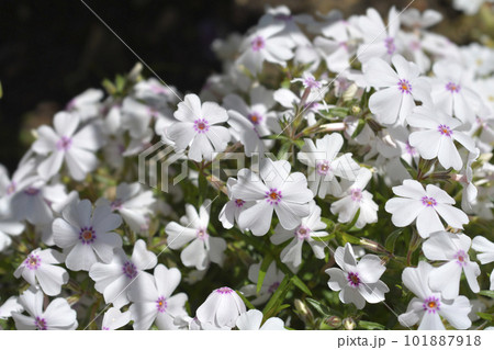 Amazing Grace Creeping Phlox 101887918