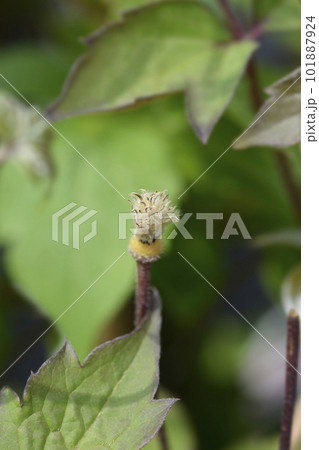 Clematis Fragrant Spring 101887924