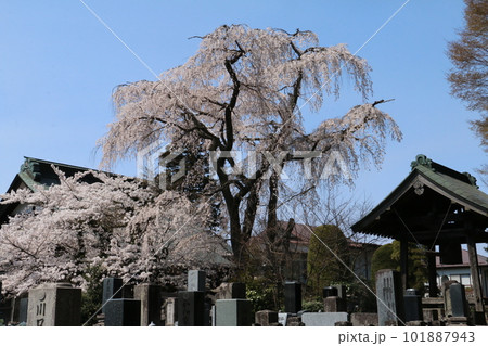 枝ぶりが美しいしだれ桜が人目を引く妙徳寺 枝ぶりが美しいしだれ桜が人目を引く妙徳寺 101887943