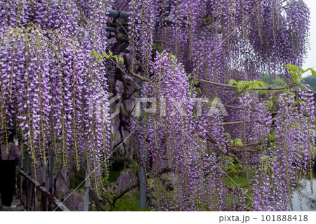 西寒多神社の藤の花 101888418