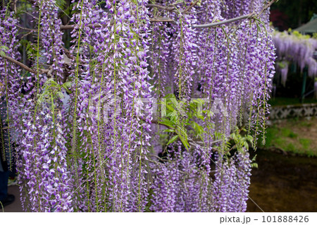 西寒多神社の藤の花 101888426