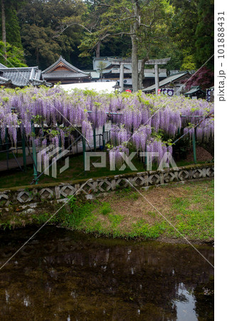 西寒多神社の藤の花 101888431