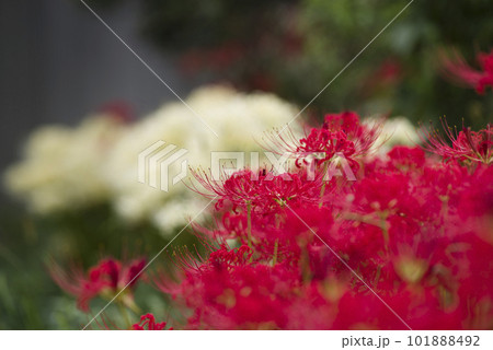 彼岸花(ヒガンバナ)の赤い花が咲いています。学名はLycoris radiataです。 彼岸花(ヒガンバナ)の赤い花が咲いています。学名はLycoris radiataです。 101888492