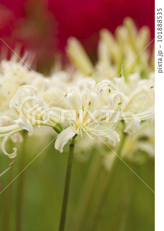 シロバナマンジュシャゲの白い花が咲いています。学名はLycoris albiflora。白い彼岸花 101888535
