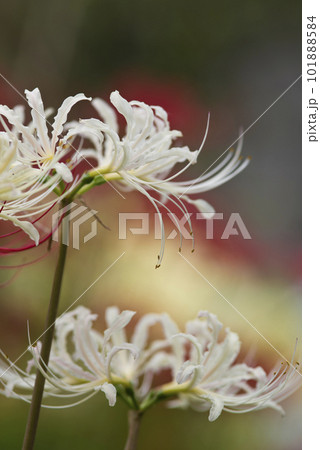 シロバナマンジュシャゲの白い花が咲いています。学名はLycoris albiflora。白い彼岸花 101888584