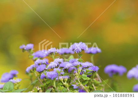 アゲラタムの紫色の花が咲いています。学名はAgeratumです。 101888591