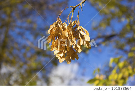 brown ash maple in autumn against the blue sky close up 101888664