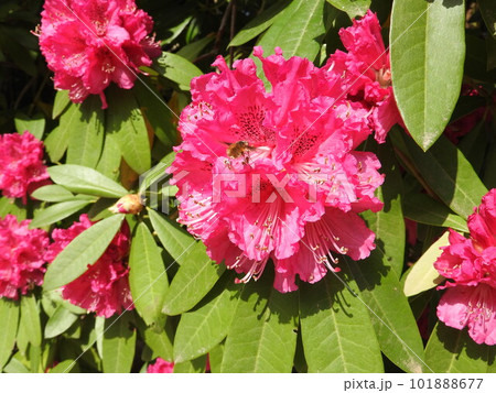 ツツジ科の花「シャクナゲ」 ツツジ科の花「シャクナゲ」 101888677
