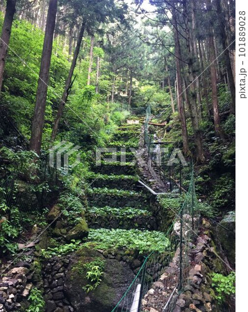 奥多摩のわさび田 101889028