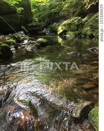 養沢川上流域の清き流れ 養沢川上流域の清き流れ 101889029