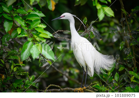 A young egret with breeding feathers grooms itself on a branch. 101889075