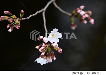 つぼみ開花するソメイヨシノ美しさ 101889122