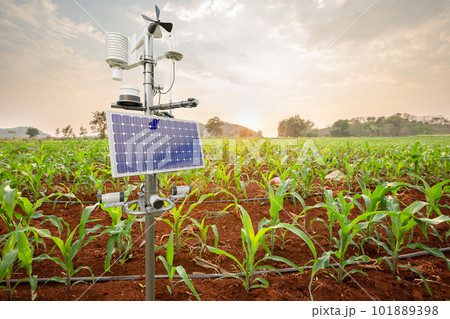 Weather station in corn field, 5G technology with smart farming concept 101889398