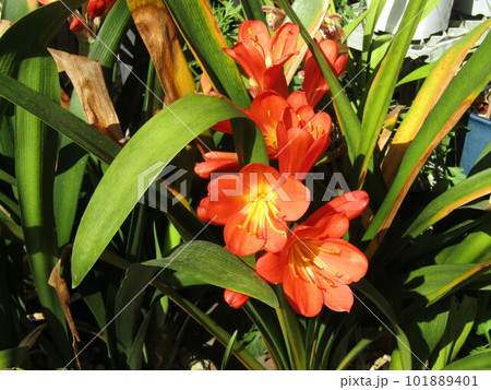 大きい赤い君子蘭の花 大きい赤い君子蘭の花 101889401