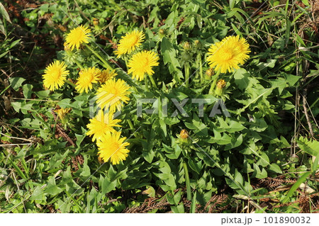 野原で黄色い花を咲かせる、セイヨウタンポポ 101890032