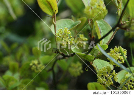 春に咲く、サルトリイバラの花 春に咲く、サルトリイバラの花 101890067