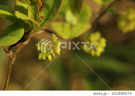 春に咲く、サルトリイバラの花 101890074