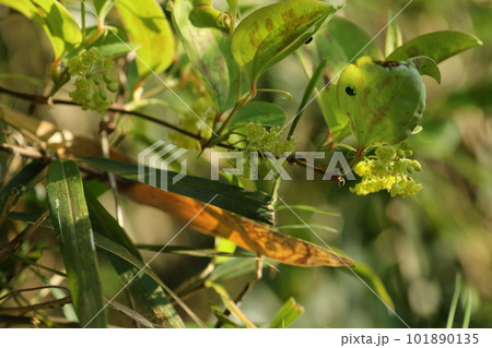 春に咲く、サルトリイバラの花 春に咲く、サルトリイバラの花 101890135