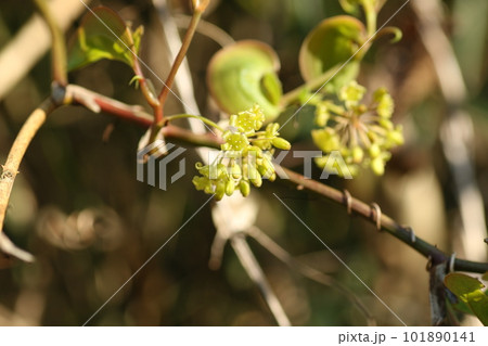 春に咲く、サルトリイバラの花 春に咲く、サルトリイバラの花 101890141