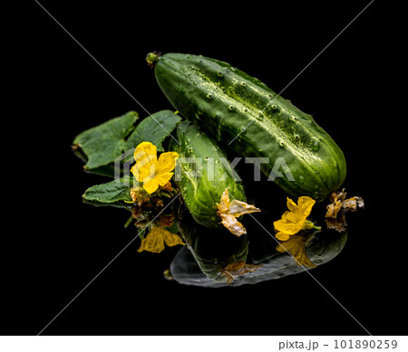 Freshly picked cucumbers 101890259