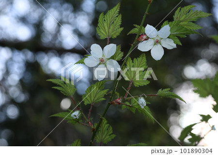 春に道端で咲く、モミジイチゴの白い花 101890304