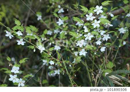 春に道端で咲く、モミジイチゴの白い花 春に道端で咲く、モミジイチゴの白い花 101890306