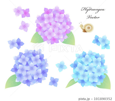 紫陽花とカタツムリのイラスト素材 ベクター  101890352