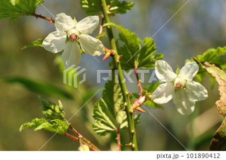 春に道端で咲く、モミジイチゴの白い花 春に道端で咲く、モミジイチゴの白い花 101890412