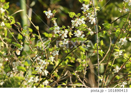 春に道端で咲く、モミジイチゴの白い花 101890413