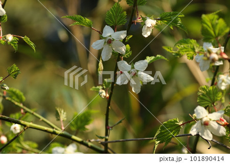 春に道端で咲く、モミジイチゴの白い花 春に道端で咲く、モミジイチゴの白い花 101890414