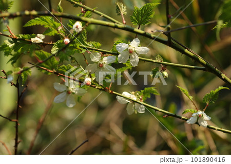 春に道端で咲く、モミジイチゴの白い花 101890416