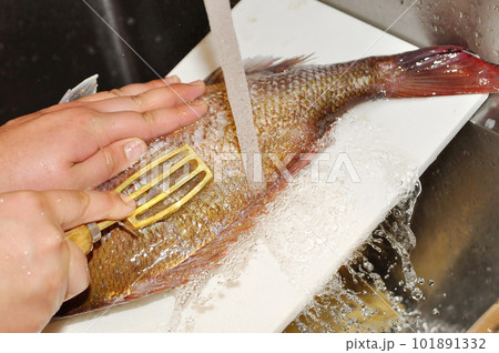 魚のうろこを引く 101891332