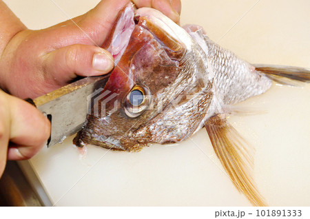 魚の梨割り 101891333