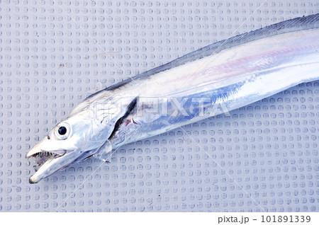 銀色に光る釣りたてのタチウオ 銀色に光る釣りたてのタチウオ 101891339