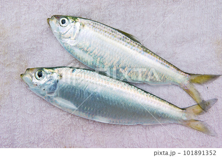 2匹のママカリの全身 101891352