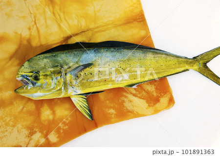 船で釣れたシイラをスポンジの上にのせる 船で釣れたシイラをスポンジの上にのせる 101891363