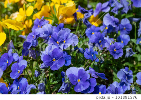 茨城県日立市かみね公園の動物たち 茨城県日立市かみね公園の動物たち 101891576