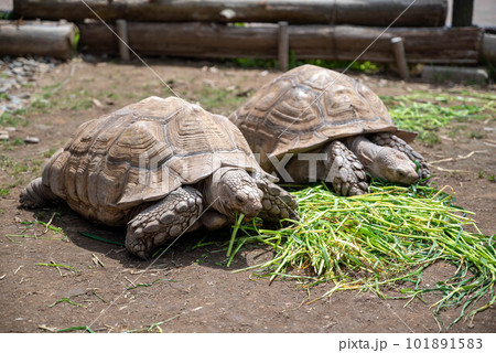 茨城県日立市かみね公園の動物たちカメ 101891583
