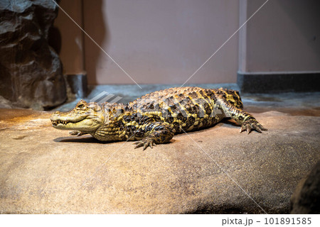 茨城県日立市かみね公園の動物たちサイ 101891585