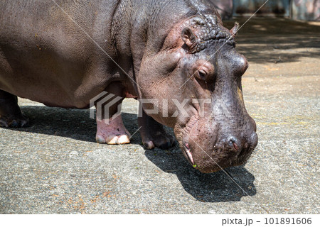 茨城県日立市かみね公園 101891606