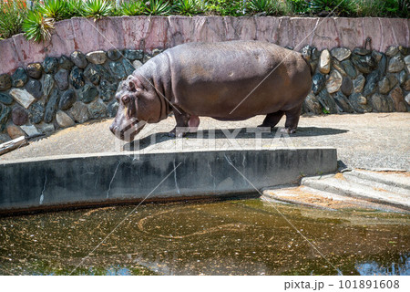 茨城県日立市かみね公園のサイ 茨城県日立市かみね公園のサイ 101891608