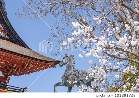 東照大権現伊賀八幡宮（愛知県岡崎市）桜越しに望む御神馬 101891738