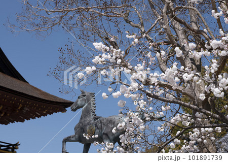 東照大権現伊賀八幡宮(愛知県岡崎市)に咲く八重桜 東照大権現伊賀八幡宮(愛知県岡崎市)に咲く八重桜 101891739