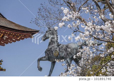 東照大権現伊賀八幡宮（愛知県岡崎市）桜越しに望む御神馬 101891740